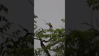 #earlymorning #morningvibes #oriental #orioles #birds #4k #backyardwildlife