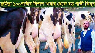 কুমিল্লা ১০০ গাভীর বিশাল খামার থেকে বড় বড় গাভী কিনুন dairy farm