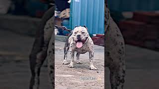 Spartan  bully stud in himachal #viral #fyp #trending #youtubeshorts #ghawarvlogz