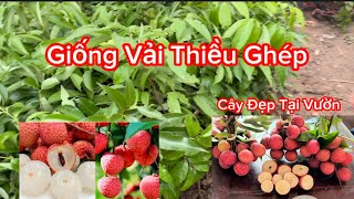 Giống Vải Thiều Đặc Sản Bắc Giang Ngon Ngọt Cây Ghép | Liên Hệ Cây Giống 0353.094.444