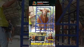 Sapi silangan Untung mampu juara 3 dikelas bebas P-2 #sapilimosinjumbo #sapi #sapiuntung #sapicross