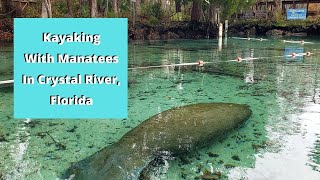 Kayaking With Manatees In Crystal River, Florida