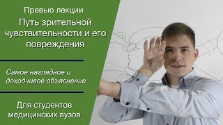 Путь зрительной чувствительности и его повреждения (анопсии)