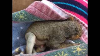 Two photos of baby  squirrel