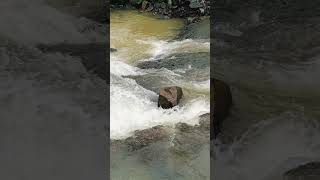 nature beauty 😍#sort #travel #nature #mountains #tungareshwar #vasai #waterfall #water #virlshort