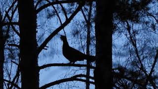 Мохноногий сыч Aegolius funereus на глухарином току / Boreal owl on the capercaillie lek