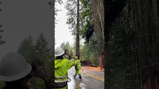 Felling a Dead Redwood