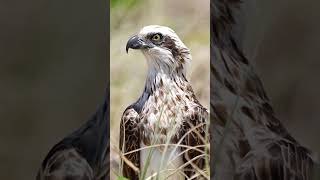 Top ten most beautiful birdsofprey in Australia 🇦🇺 #wildlife #birds #australia #photography #nature