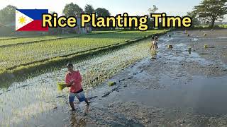 Rice Planting Time in the Philippines!!! #philippines