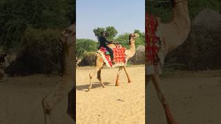 A swift camel #shorts  #shortvideo