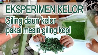 Eksperimen Giling Daun Kelor Kering Pakai Mesin Giling Kopi