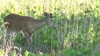 June Velvet Bucks