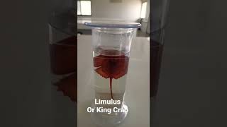 Biological practical - Limulus species #science #biology #practical#specimen#livingfossil #kingcrab