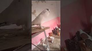 Beautiful Pigeons Loft|| #viral #foryou #viralvideo #foryouvideo #youtubeshorts #trending #reels