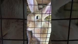 #rabbit #beasts #bunny #hares #animals #rabbits #cat #cute #zoo #pets