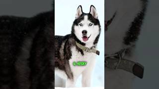 Top 10 Most dangerous dog breeds in the world! #shorts