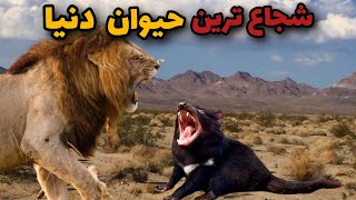 شجاع ترین حیوان روی زمین گورکن عسل خوار|پادشاه شجاعت در مقابل پادشاه جنگل 💪🔥