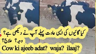 Cows ki anokhi adat ki waja or ilaaj