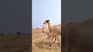 Two Camel angry mood #camel angry #animals #shortsviral #youtubeshorts