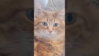 I think I just discovered his secret 😅 #cat #animals #cute #catvideos #cutecat #pets #funny #cats