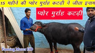 मात्र पंद्रह महीने की Pure मुर्राह कटड़ी ने मेला प्रतियोगिता में जीता इनाम Murrah Buffalo