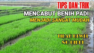 TIPS N TRICK MENCABUT BENIH PADI || TIPS N TRIK ON HOW TO HARVEST GRAIN WITH EASE