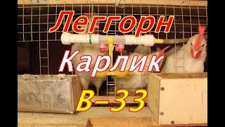 В-33 мини куры