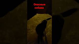 Собака 🐕 #shorts