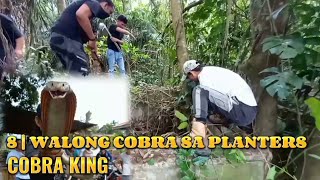 8| walong cobra sa lumang fish pond huli kay cobra king