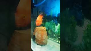 parrot fish breeding #parrotfish #short 12/11/2022