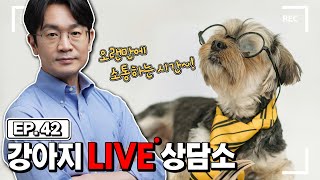 [제 42화] 강아지 라이브 상담소. 강아지에 대한 모든것 질문 주시면 답변해 드립니다.