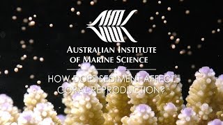 How does sediment affect coral reproduction?