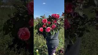 Популярные сорта роз : Лондон Ай , Каралуна , Мачо 🌹🌺