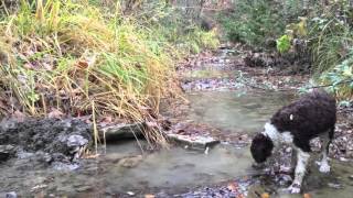 Nel bosco alla ricerca del tartufo | Siena Tartufi