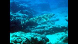 Non Stop Divers Lanzarote April 2015