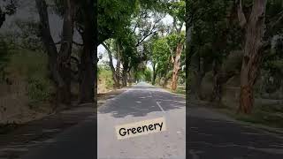 Greenery ll trees ll road