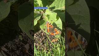 Could be one of the Nasturtium eaters (now soaking up the sunshine on a Nicotiana leaf)