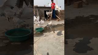 🕊️ Charon taraf diye jal rahe #kabutar #trending #video #kabootar #pigeon #shorts #ytshort