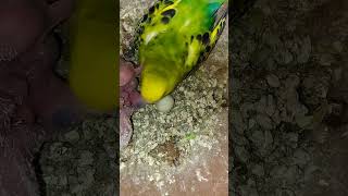 mom feeding #birds #baby #shorts