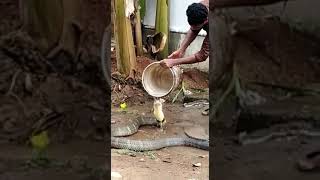 Man in India cools off a king cobra on a hot Sunny day