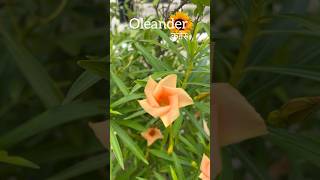 No Care Flowering Plant #oleander #kaner #gardening #shorts