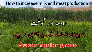 Super napier grass | جانوروں کے لیے سدا بہار چارہ | Super Napier Grass Farming in Pakistan,