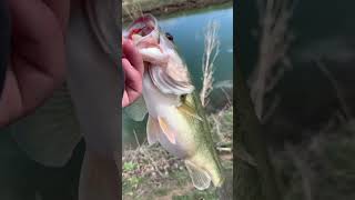 Spring bass fishing. #Fishing,Colorado #FishingdowntownDenver #BassFishing.