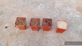 Succulents potting mix for better growth .#welldrainsoil .#succulentssoil.