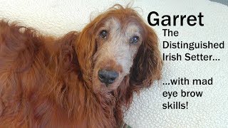 Garret the Distinguished Irish Setter