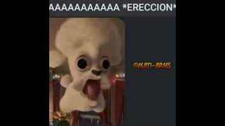 Perro ereccion