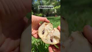 Cherimoya fruit | related to soursop but it’s actually sweet! 😛 #fruit #shorts #shortsvideo