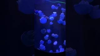 কখনো দেখেছো এই #beautiful  #lover #jellyfish  ??? Yes this is the name💕#viral #shorts #ocean