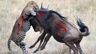 Cheetah hunted Buffalo // Cheetah Vs Buffalo // Animal Fight Cheetah VS Buffalo