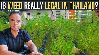 HUGE Cannabis Plantation in Phuket!